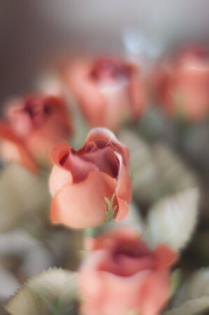 Beautiful bokeh of red roses of plasticの写真素材