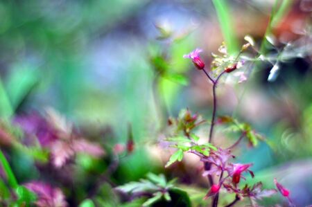Bokeh with wild plants with much colorful almost totally defocusedの写真素材