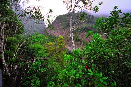 Vegetation by the footpaths of the island of the palm in the canary islands of spain