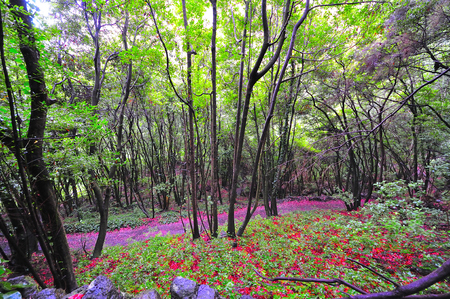 Vegetation by the footpaths of the island of the palm in the canary islands of spainの写真素材