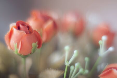 Beautiful bokeh of red roses of plasticの写真素材