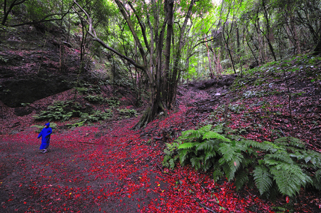 Vegetation by the footpaths of the island of the palm in the canary islands of spainの写真素材