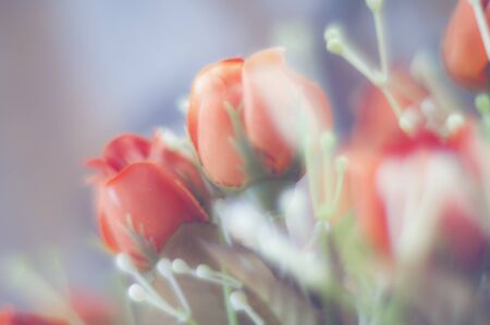 Beautiful bokeh of red roses of plasticの写真素材