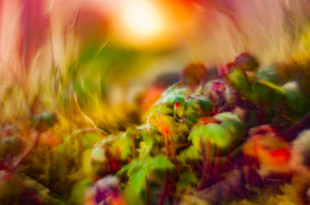 Bokeh with wild plants with much colorful almost totally defocusedの写真素材