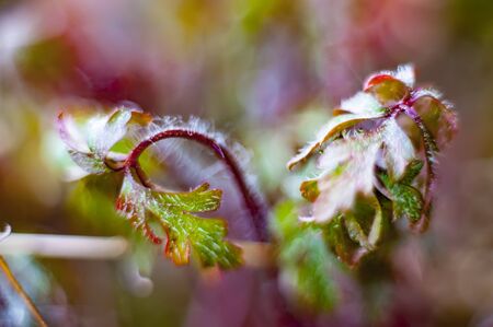 Bokeh with wild plants with much colorful almost totally defocusedの写真素材