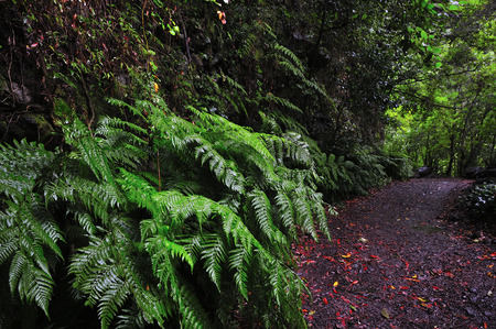 Vegetation by the footpaths of the island of the palm in the canary islands of spainの写真素材