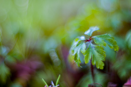 Bokeh with wild plants with much colorful almost totally defocusedの写真素材