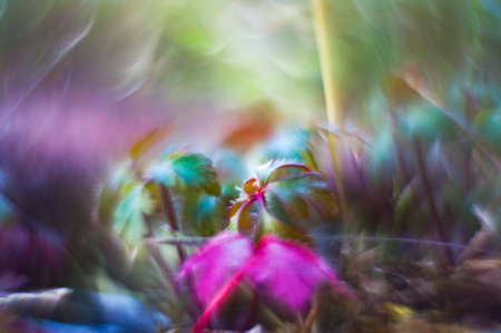 Bokeh with wild plants with much colorful almost totally defocusedの写真素材