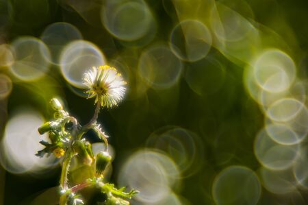 Bokeh with wild plants with much colorful almost totally defocusedの写真素材