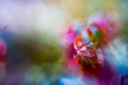 Bokeh with wild plants with much colorful almost totally defocusedの写真素材