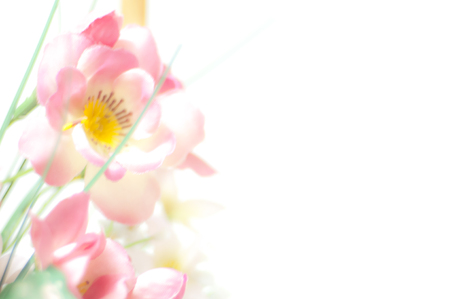 Pink plastic flower bokeh on white backgroundの写真素材