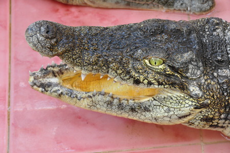 Pretty crocodile with open mouthの写真素材