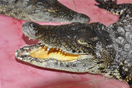 Pretty crocodile with open mouthの写真素材