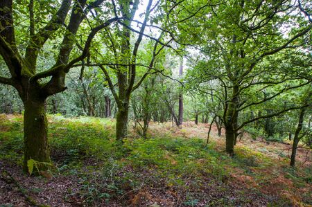 Forest in summer in galicia spainの写真素材