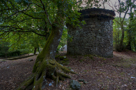 Forest in summer in galicia spainの写真素材