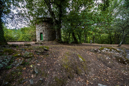Forest in summer in galicia spainの写真素材