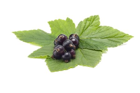 ripe black currant with green leaves isolated on white backgroundの写真素材