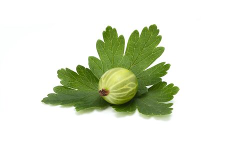 ripe green gooseberries with leaves on white backgroundの写真素材