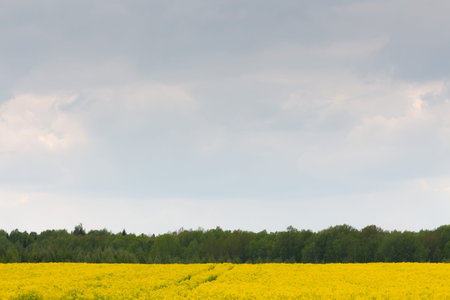 Yellow rapeseed field on a summer day