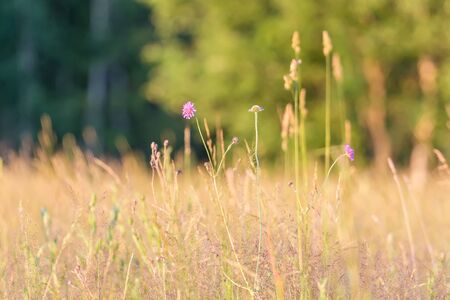 meadow flowers in summer Sunny dayの写真素材