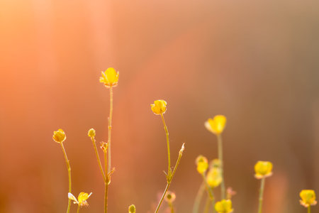 meadow flowers in summer Sunny day
