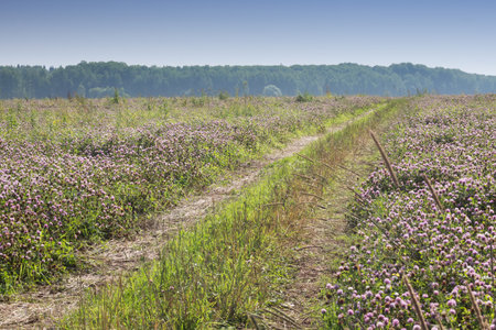 The clover field in Sunny summer day