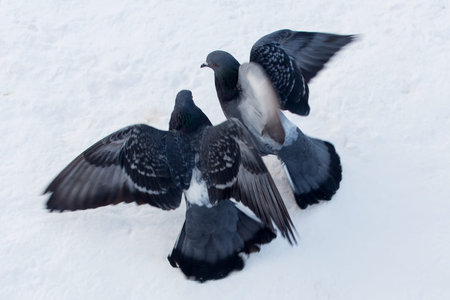 Pigeons on a frosty winter dayの写真素材
