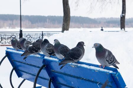 Pigeons on a frosty winter dayの写真素材