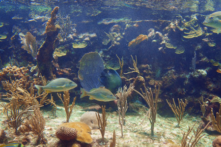 Fish in the sea
