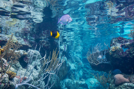 Fish in the sea
