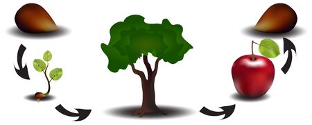 Apple development scheme from seed to fruitのイラスト素材