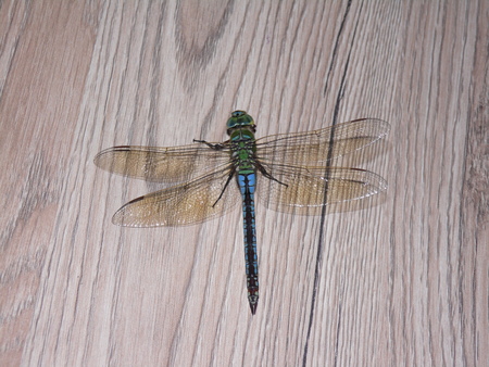 Anax imperator. Female emperor dragonfly or blue emperor sits on a wooden surfaceの写真素材