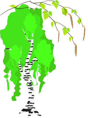 A branch of birch with young green leaves. Young birch tree on white backgroundのイラスト素材