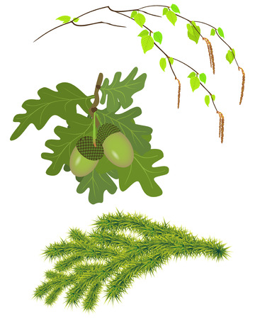Set of young twigs of trees on a white background. Birch branch with green leaves, branch of oak with acorns, young spruce branchのイラスト素材