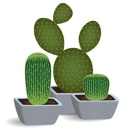 3d set of three cacti in square pots. Indoor plants of succulents opuntia and echinopsis on a white background.のイラスト素材