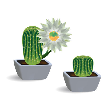 3d set of two cactus echinopsis in square pots. Indoor blooming succulent plants on a white background.のイラスト素材