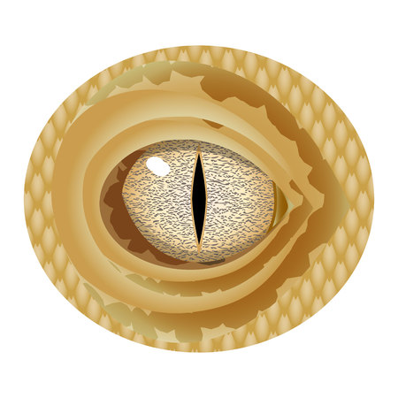 A realistic brown eye of a reptile with a narrow pupil and a speckled eyeball.のイラスト素材