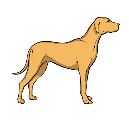 hunting dog のイラスト素材