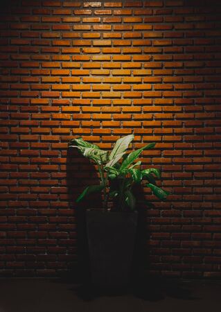 Brick wall and tree - backgroundの写真素材