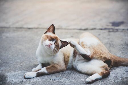 Itchy cat on floor - brownの写真素材