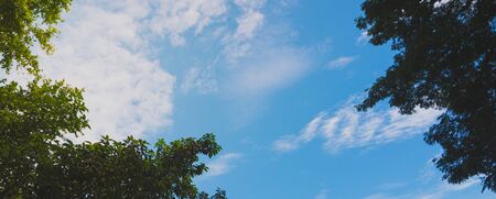 tree and sky backgroundの写真素材