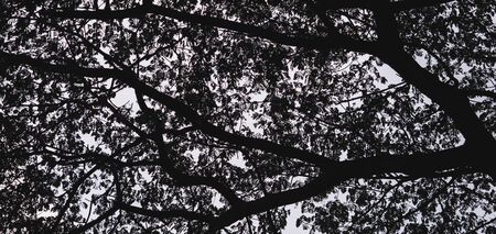Black and white tree limb textured background.の写真素材