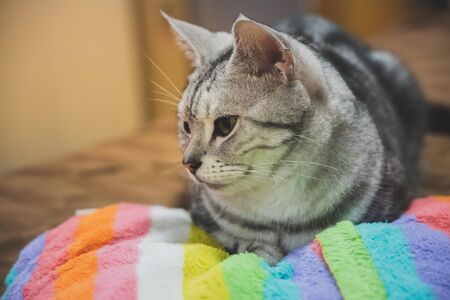Cat on bed - color pillow and Brown background.の写真素材