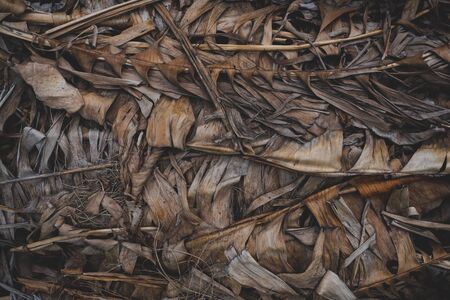 Dried banana leaves - backgroundの写真素材