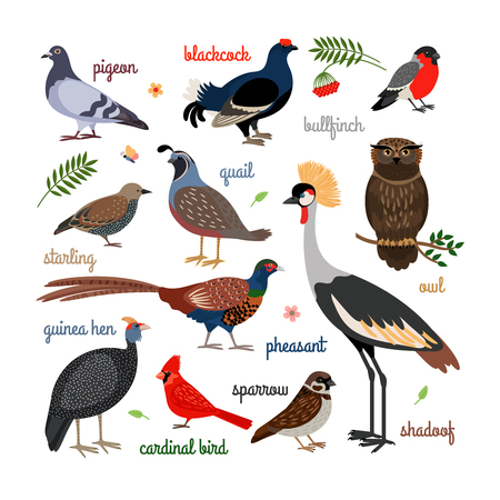 Vector bird icons. Colorful realistic birds. Owl and pheasant, bullfinch and craneのイラスト素材