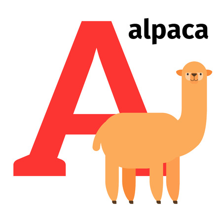 English animals zoo alphabet with letter A. Alpaca vector illustrationのイラスト素材