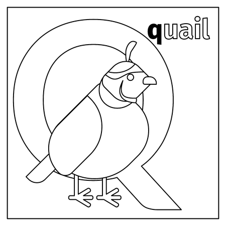 Coloring page or card for kids with English animals zoo alphabet. Quail, letter Q vector illustrationのイラスト素材