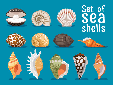 Sea shells isolated on blue background. Seashell set vector illustration for your sea designのイラスト素材