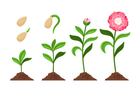 Pink flower growth and flourish process icons. Vector illustration