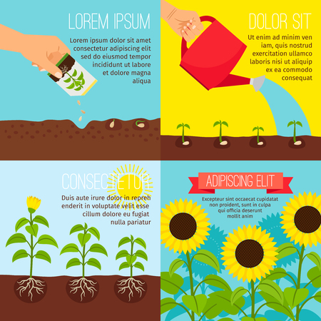Planting process vector illustration. Planting and watering, growing sunflowers pictures with textのイラスト素材